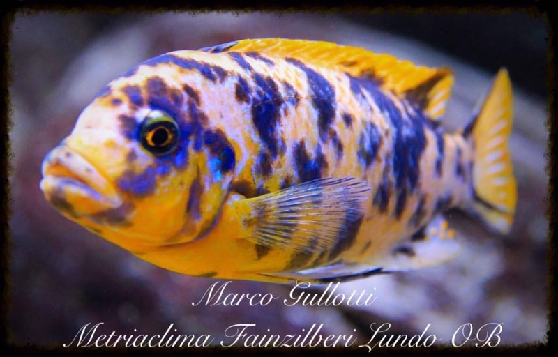 Maylandia fainzilberi 'Lundo Island'